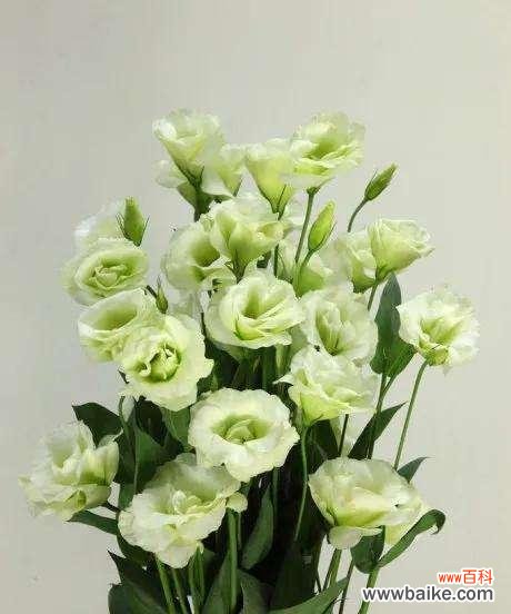 一朵绿色桔梗花代表的是什么 绿色桔梗花语的深刻寓意