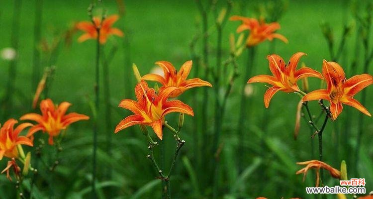 龙眼花语的寓意与象征意义一览 龙眼花语之美