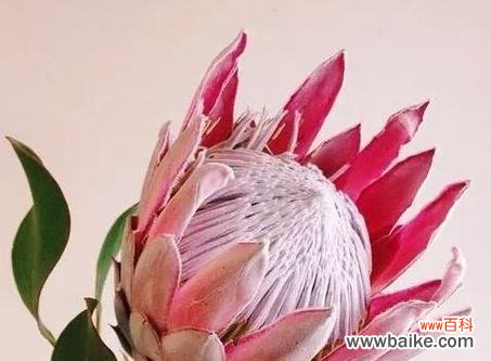 龙眼花语的寓意与象征意义一览 龙眼花语之美