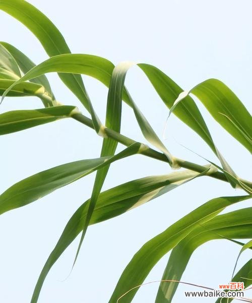 从芦苇的特性与生命力看人生哲理 芦苇的象征意义及其启示