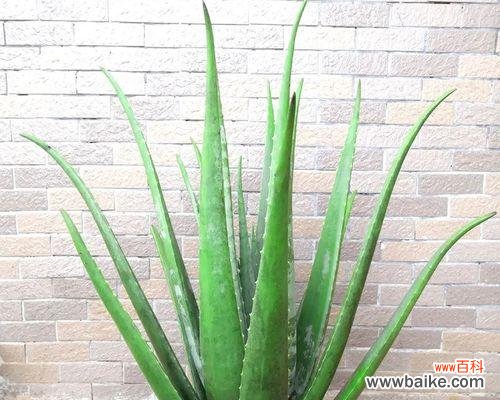 提升财运和健康的秘诀 芦荟盆栽的风水寓意与摆放位置