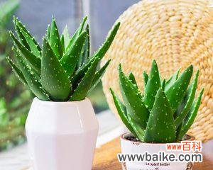 提升财运和健康的秘诀 芦荟盆栽的风水寓意与摆放位置