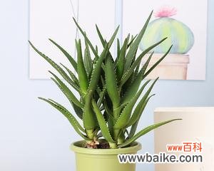 提升财运和健康的秘诀 芦荟盆栽的风水寓意与摆放位置