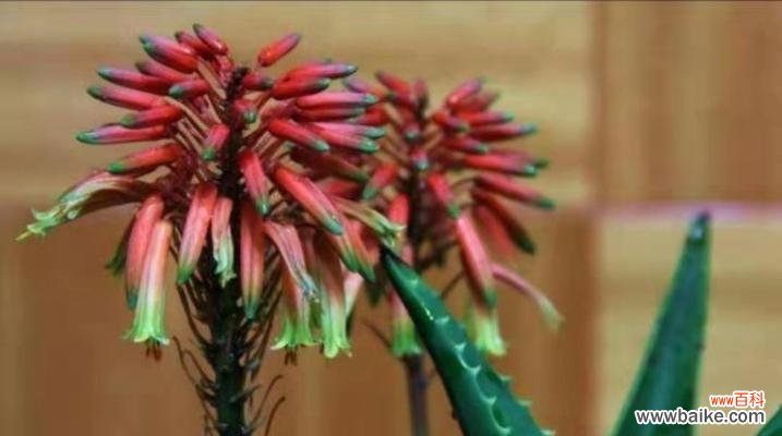 芦荟开花的神秘意义与象征 芦荟盛放之时，寓意何在