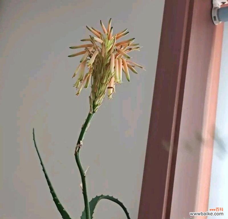 芦荟的奇妙蜕变及其象征意义 芦荟之美——开花寓意与花朵形态