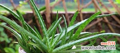 揭开芦荟花所代表的寓意及其传达的含义 芦荟花语的寓意与象征