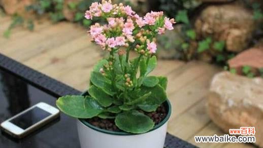 揭秘长寿花的神奇象征与风水讲究 长寿花的寓意与象征风水