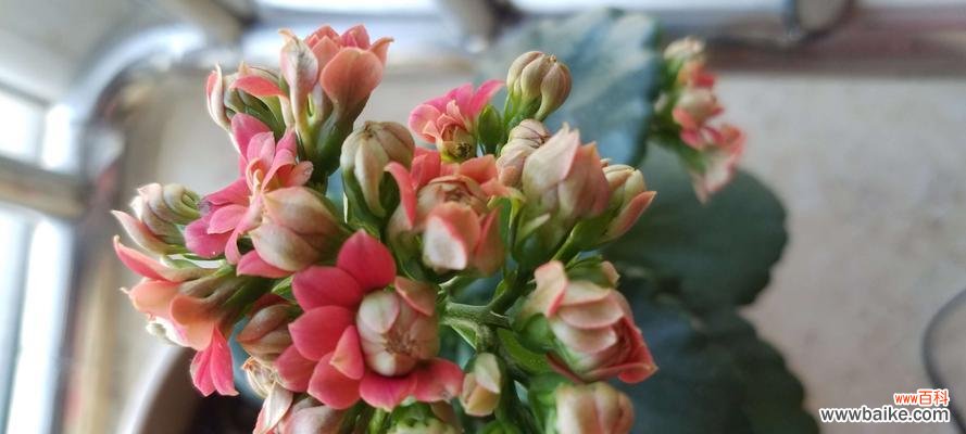 传承千年的生命之花 长寿花的寓意与象征