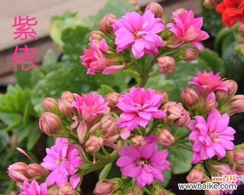 传承千年的生命之花 长寿花的寓意与象征