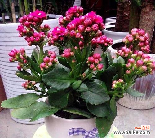 传承千年的生命之花 长寿花的寓意与象征