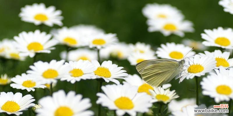 解读绿色雏菊的花语 绿色雏菊的花语和寓意