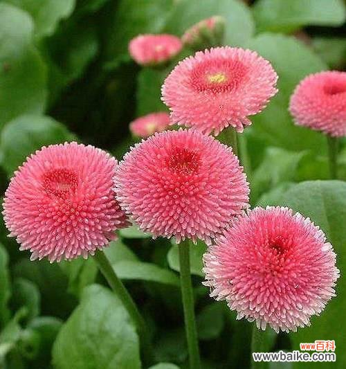 解读绿色雏菊的花语 绿色雏菊的花语和寓意