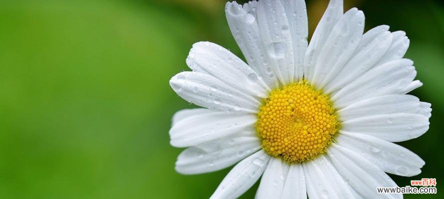 解读绿色雏菊的花语 绿色雏菊的花语和寓意