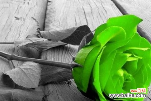 探寻绿玫瑰背后的深意 绿玫瑰花语与代表意义