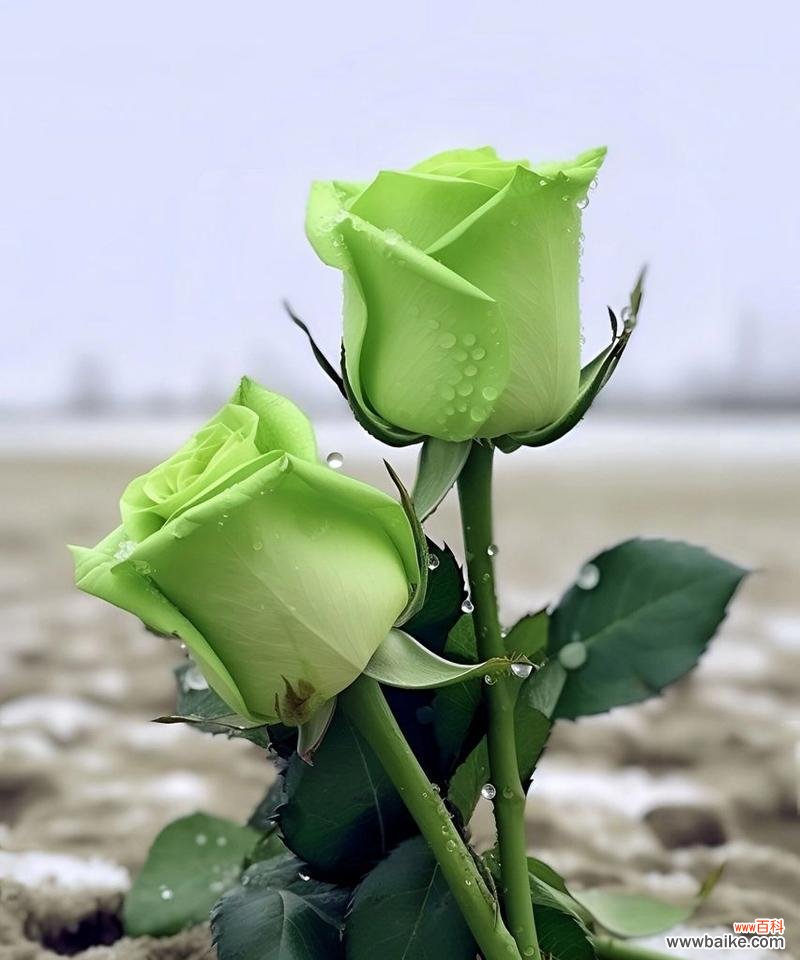 探寻绿玫瑰背后的深意 绿玫瑰花语与代表意义
