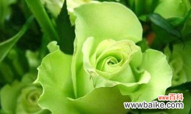 探寻绿玫瑰背后的深意 绿玫瑰花语与代表意义
