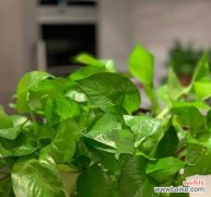 探索绿萝背后的象征意义 绿萝的花语和寓意