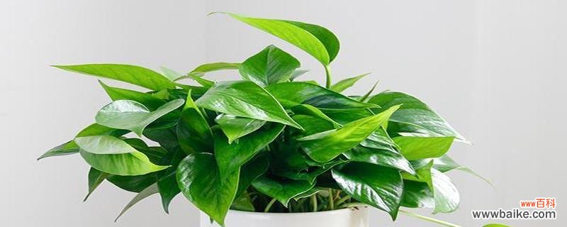 探索绿萝背后的象征意义 绿萝的花语和寓意