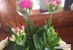 揭示长寿花盛放的意义 长寿花开花的寓意与象征