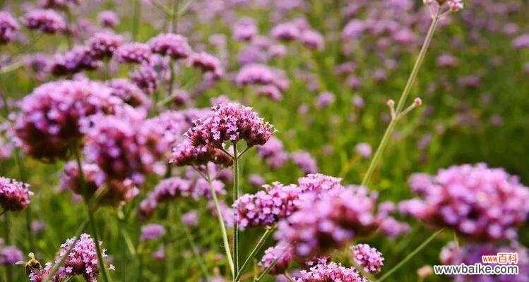 探索马鞭草的深层含义 马鞭草的花语和寓意