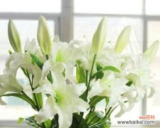 探究罗宾百合花语的寓意和象征意义 罗宾百合花语的深意