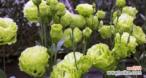 绿色玫瑰的花语是什么 绿色玫瑰的花语——寓意和象征之美