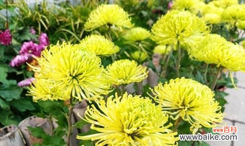 探寻绿色菊花的情感与象征 绿色菊花的花语与寓意