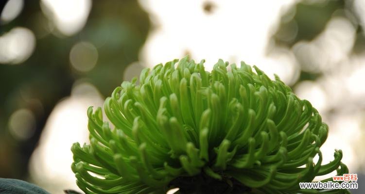 探寻绿色菊花的情感与象征 绿色菊花的花语与寓意