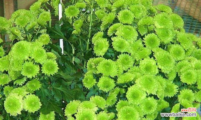 探寻绿色菊花的情感与象征 绿色菊花的花语与寓意