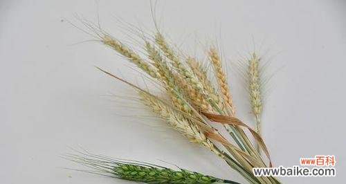 探寻麦穗在文化中的隐含意义 麦穗的象征意义及寓意