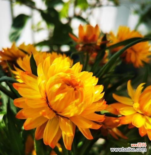 揭示麦秆菊的花语和寓意 麦秆菊