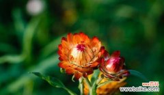 揭示麦秆菊的花语和寓意 麦秆菊