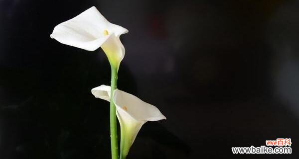 传递爱与美的象征 以马蹄莲之花语与意义