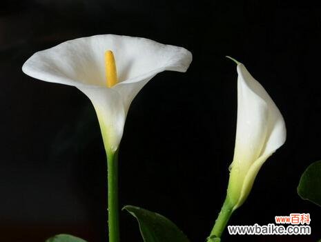 传递爱与美的象征 以马蹄莲之花语与意义