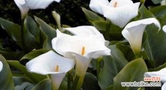 探索马蹄莲的深意 马蹄莲花的花语和寓意