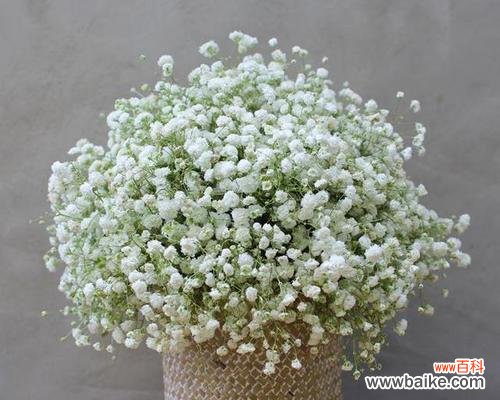 满天星花语的代表意义及传递的美好寓意 满天星花语