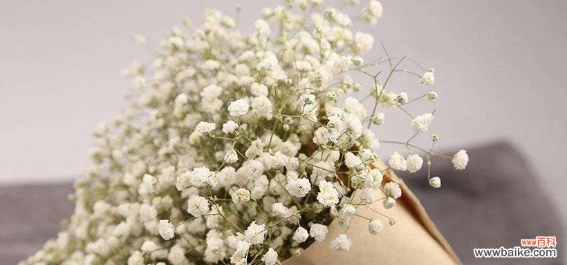 绚丽多彩的满天星花 满天星花的花语与寓意