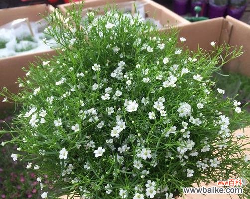 探寻满天星花的文化价值与美学魅力 满天星花的象征意义及美丽传承