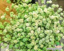 探秘满天星的神秘语言 满天星花语与寓意