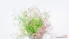 探索满天星的美丽神奇与象征意义 满天星花的象征意义及美丽之秘