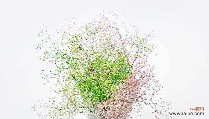 探索满天星的美丽神奇与象征意义 满天星花的象征意义及美丽之秘