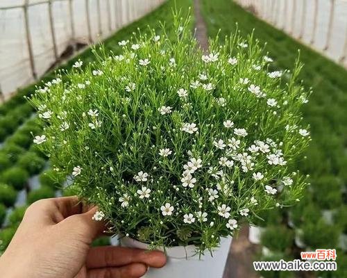 探索满天星的美丽神奇与象征意义 满天星花的象征意义及美丽之秘