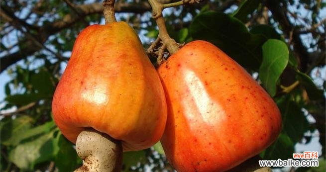 揭开芒果隐藏的生肖之谜 芒果代表的生肖是什么