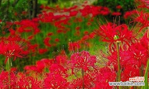 探索曼珠沙华花朵的意义与象征 曼珠沙华之花语