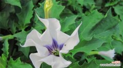 揭示曼陀罗花的独特象征意义 曼陀罗花语