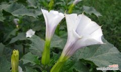 揭开曼陀罗花的象征意义与独特魅力 曼陀罗花