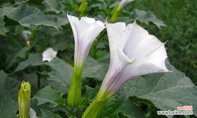 揭开曼陀罗花的象征意义与独特魅力 曼陀罗花