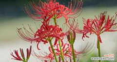 蔓珠莎华的花语及象征意义解析 蔓珠莎华的花语