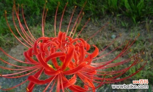 蔓珠莎华的花语及象征意义解析 蔓珠莎华的花语