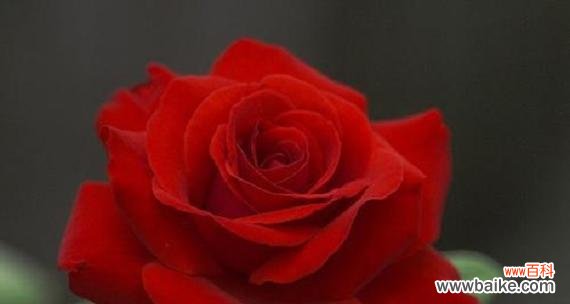 探索玫瑰花所代表的不同人格特质及其象征意义的深层次解读 玫瑰花的象征意义与人格特质